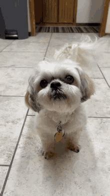 shih tzu gif|Shih Tzu GIFs